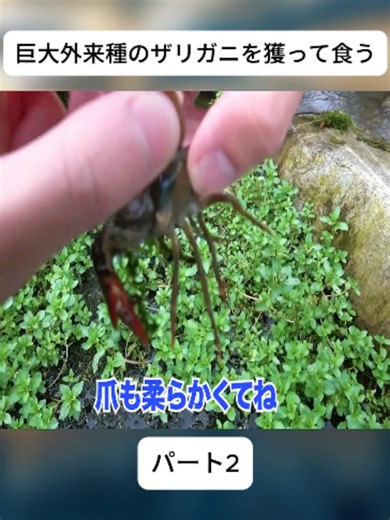 巨大外来種のザリガニを獲って食う p2 #ホモサピ #昆虫 #キャンプ #fyp #viral #japan