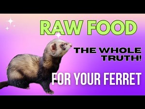 Raw Food Diets for FERRETS - The Whole TRUTH!