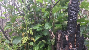 Jones Fire Still Burning