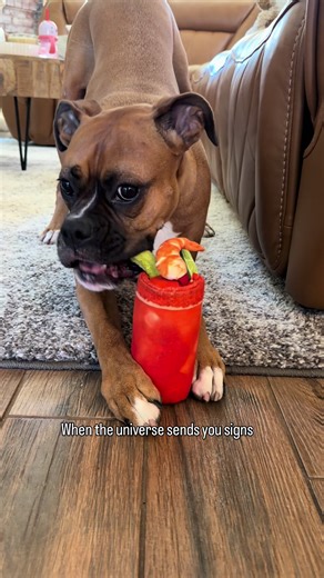 Engaging Boxer Dog Playtime Revival Tips