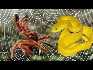 Snake vs Spider - Snake Attacks The Giant Spider And Result