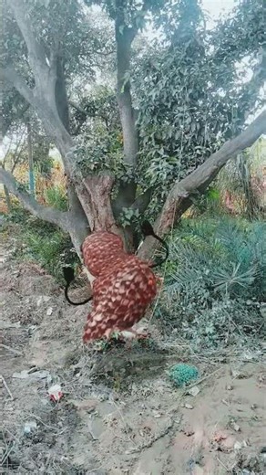 AFT varsi india 😭#aft#owl #danceshow#busin #New dance#