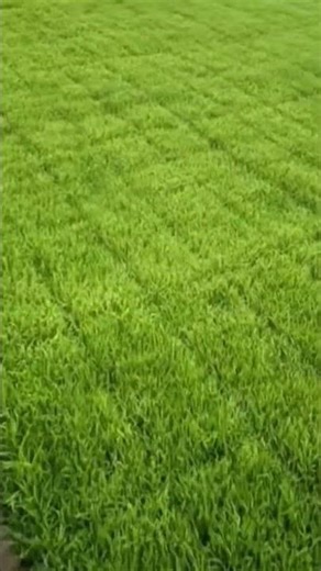 Amazing Agricultural Work – Modern Farming Machines Working in Fields