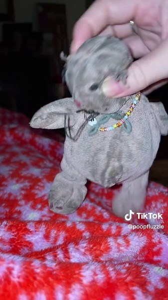 Charming Worn-Out Stuffed Animal Showcase