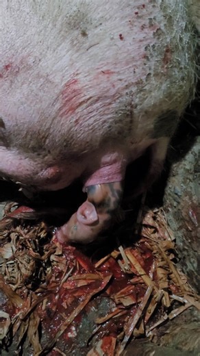 another one #piggivingbirth #pigfarrowing #pigfarming #viral #viralvideo #viralshorts #piglets