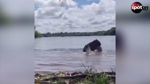 Capybara attacks girl in lake