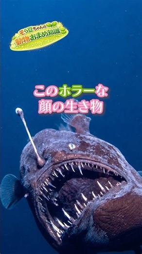 オスがメスに吸収される愛が重たすぎる魚【チョウチンアンコウ】#チョウチンアンコウ #深海魚 #深海生物 #動物雑学 #生き物雑学