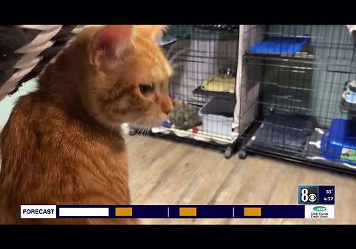 Hearts Alive Village Cat Cafe in the news! Our amazing feline program coordinator Brittany Rutledge had a chat with Channel 8 News Las Vegas yesterday morning, also giving them a tour and introducing them to some of our sweet adoptable kitties. Hoping this will give the Cafe some much needed exposure in the Valley. If you are interested in coming to visit the Cafe to find your new best fur friend or just to hang out, we are open every day at noon with last appointment at 7 PM. We ask for a $15 p