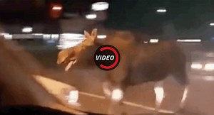 Moose Filmed Running Wild In Ontario, Canada | Carscoops