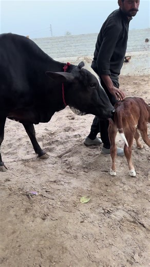 Beautiful cow #cow #dairyfarm #daiy