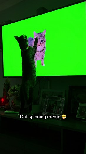 Hilarious Cat Spinning Meme