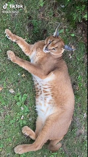 Discover the Playful Nature of a Caracal Cat
