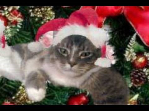 Cat sings "We wish you a merry Christmas"