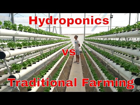 Hydroponics vs. Traditional Farming: A Comparative Study