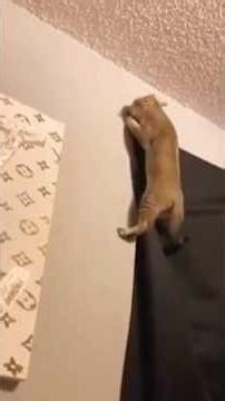 Funny Cats 😹🎬 .. Impossible Mission 🐈‍⬛