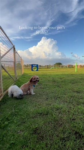 Support Your Pet’s Health with Canine Prime