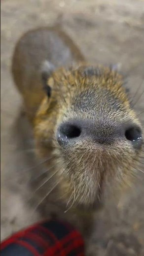 Baby Capybara At Angel Valley Farm… You Won’t Resist This View 😍🐹