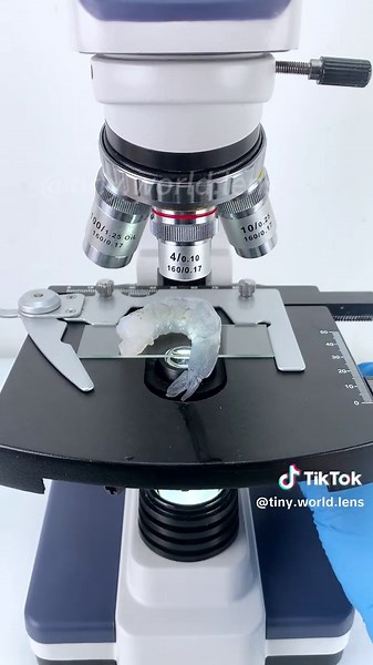 Incredible Shrimp Views Under a Microscope