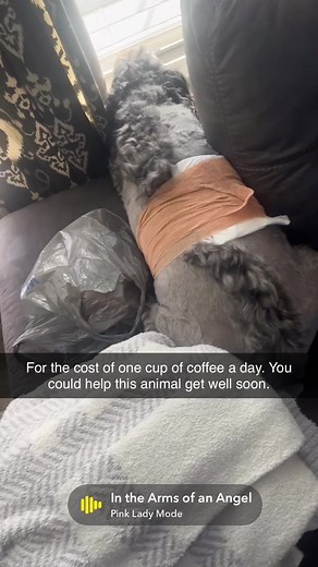 Nicked a cyst giving him a hair cut. Bleeding like a stuck hog. He will be ok | Chad Sanders