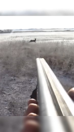 jumping rabbit front of my gun#hunting#harehublnting #hunthowdown#rabbit#deerhunting#huntwise#chase