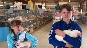 Brayden and Hallie Kinter invite you to come and support the local 4-H and FFA kids3:30 p.m.-Livestock Auction-In Following Order -C1. Market Rabbit4. Dairy Benefit2. Market Turkey5. Baby Beef3. Market Chicken6. Market Steer | Ashland County Pictures