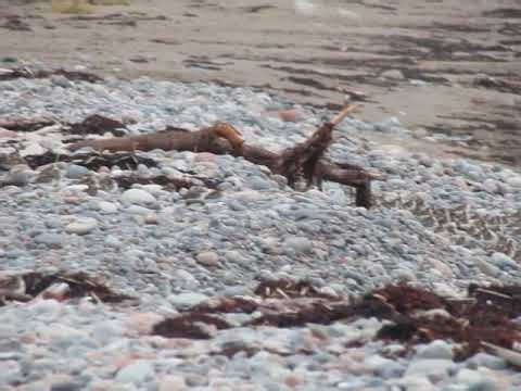 Semipalmated Sandpipers