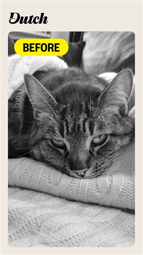 Hate seeing your pet sick? Help them feel better faster with same-day vet care from home. Get 24/7 access to vets for less than $100/yr with Dutch. | Dutch