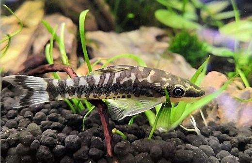 Zebra Otocinclus: The Ultimate Guide to Care and Habitat