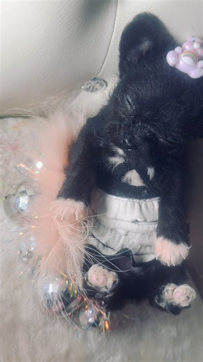 Poma-Poo - Pomapoo puppy for sale