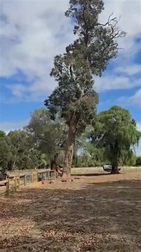 Dangerous tree falling