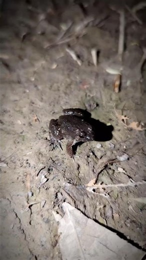 Introducing the "VitaWear SmartBand," a next- generation wearable gadget🎉P3754@junya123