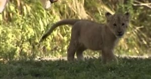 Zoo Miami introduces new lion cub