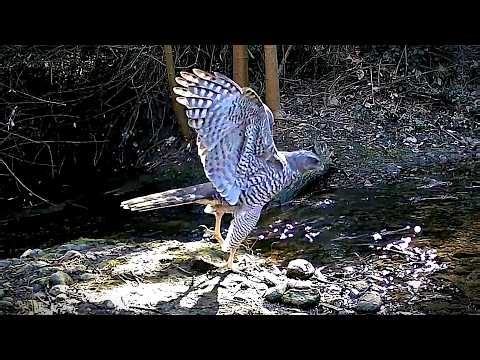 Astor (Astur gentilis): femella adulta — Riera de Siurana, Tonyà (Garrigàs) | 21/02/2026