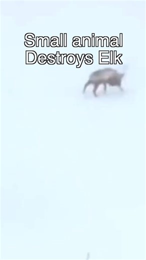 The definition of fearless 👀 #wolverine | Kate Reels1