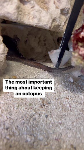 209K views · 4.5K reactions | I don’t recommend keeping an octopus as a pet. They require expert level care, a lot of commitment and they live very short lives. Feeding them live seafood can definitely get expensive! #thereefdoc #octopus #pet #octonation | The Reef Doc | Facebook