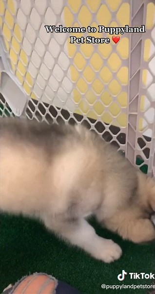 Welcome to Puppyland Pet Store in Houston, TX ❤️