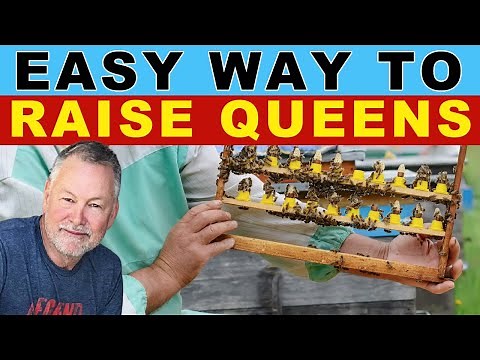 Beekeeping | An Easier Way To Raise Queens In One Hive