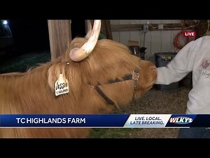 Scottish Highland Cattle steal the show at Kentucky farm