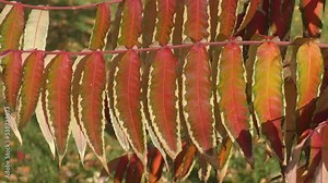 Leaves of the vinegar tree (Latin. Rhus typhina) or Virginia sumach in autumn