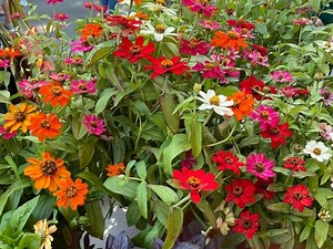 Produce, Baked Goods, Wine And More: Farmers Market Returns In Brick