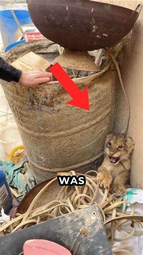 He Rescued a Baby Lion From the Trash… Years Later It Recognized the Girl Who Raised Him 🦁