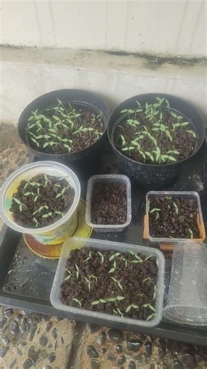 HASIL SEMAI BENIH TERONG UNGU PANJANG VERITAES MANTAVI F1#petani #terong #terongungu #petanimuda