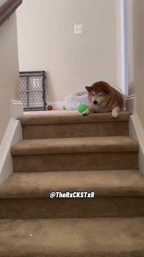 RxCKSTxR Mashup 🐾 Which one was the best? 😂 #voiceover #talkingdog #talkingcat #petsoftiktok #dogsoftiktok #catsoftiktok #animalsoftiktok #funnyanimals #catlover #doglover #rxckstxr