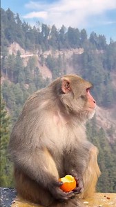 Adorable Monkey Moments 🐵 Heartwarming Nature Soundsmonkeysounds #monkey #junglesounds