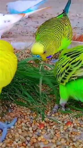 Caring for Vegetarian Budgies: A Guide