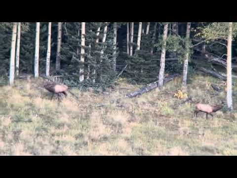 Massive Bull Elk in Rut in New Mexico