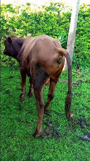 Animal pooping video #cow #animals #bull #pooping #animallover #animalpoop