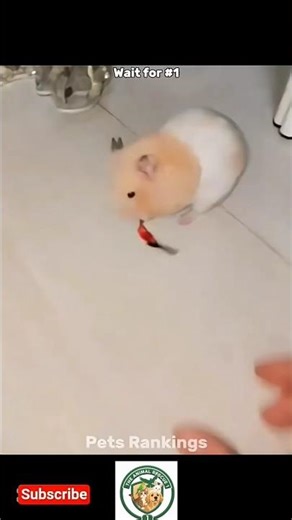 Ranking The Funniest Hamster Moments | Pets Rankings #shorts #ranking #hamster #funny