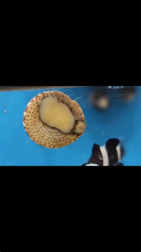 Watch as this red banded trochus snail eats the algae off the glass!!! Super cool close up!! | Fishy Business