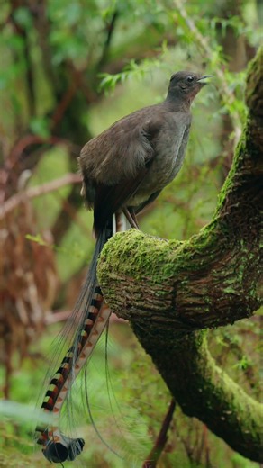 Superb Lyrebird Mimicking Skills